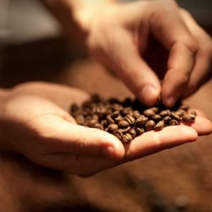 Seven Beans Roasting Process – Hand Checking Coffee Beans